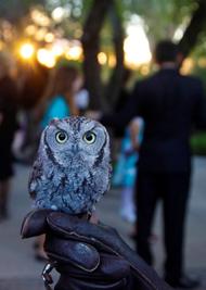 Photo of an elf owl on the glove during a desert experience